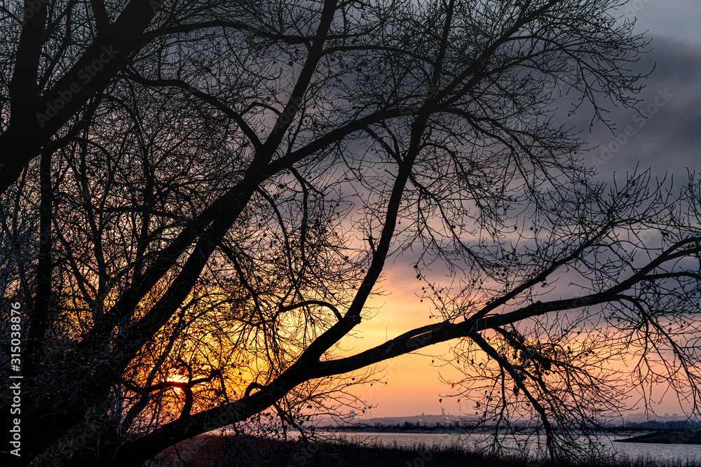 huge poplars against a sunset on the Volga huge poplars against a sunset on the Volga