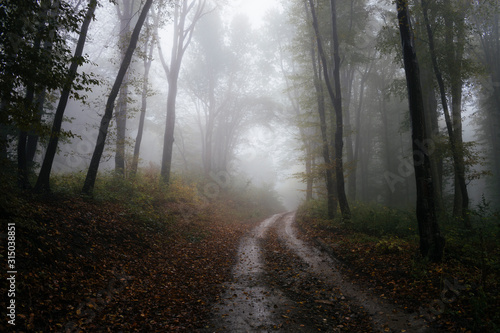 forest road on rainy day  woods landscape with trees in fog