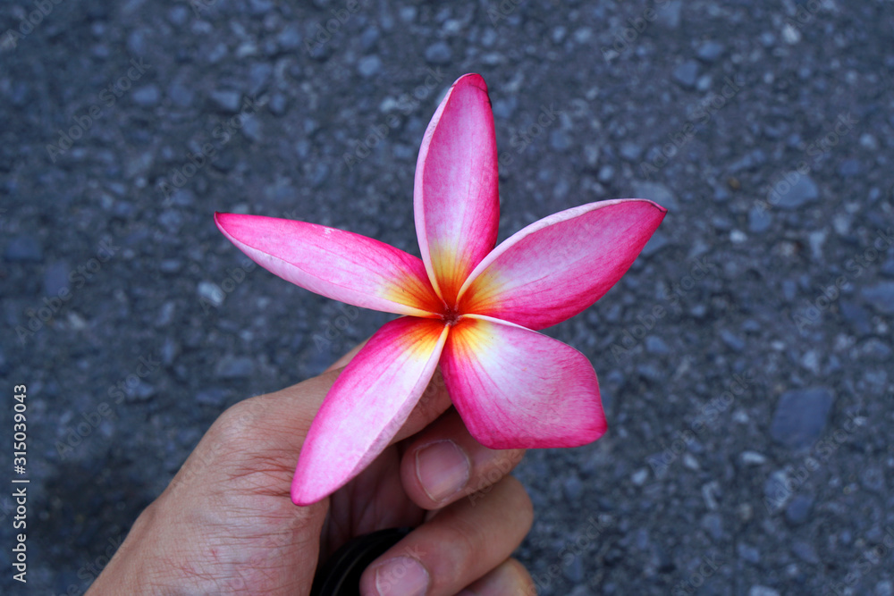 Closeup blooming pink Plumeria flowers on the hand Closeup blooming pink Plumeria flowers on the hand