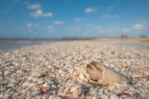 Broken seashell on beach