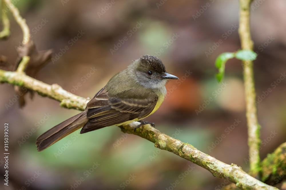 Plain Antvireo - Dysithamnus mentalis, rare perching bird from eastern Andean slopes, Wild Sumaco, Ecuador. Plain Antvireo - Dysithamnus mentalis, rare perching bird from eastern Andean slopes, Wild Sumaco, Ecuador.
