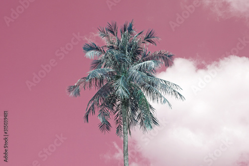 Nature scene of lonely coconut tree with pink sky background at phuket Thailand.- pastel patterns © kittinit