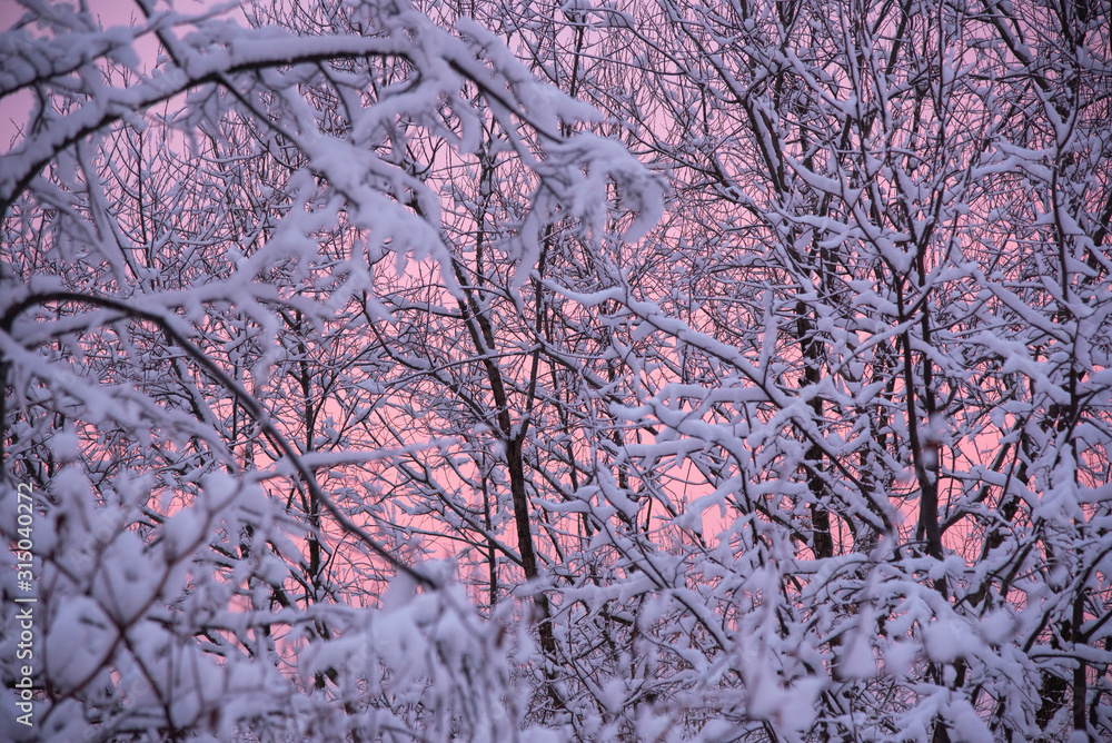 Obraz premium Snow-covered tree branches against the background of pink dawn in the early morning.