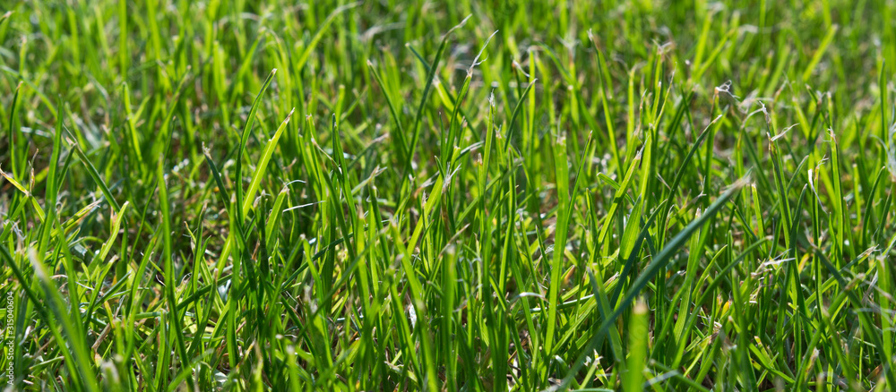 Green grass texture background, green lawn, backyard for background, grass texture, closeup, selective focus, ecology Green grass texture background, green lawn, backyard for background, grass texture, closeup, selective focus, ecology