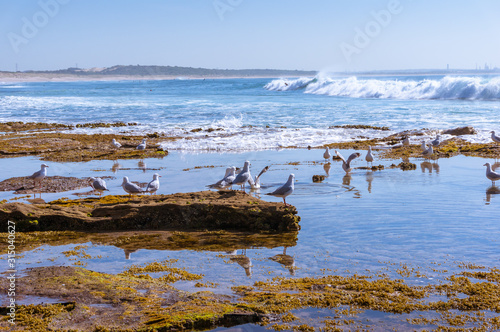 Silver gull birds resting on a rock in the sea © Olga K
