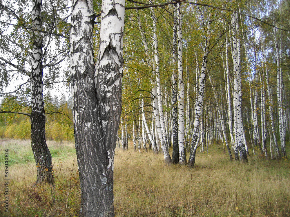 Obraz premium Autumn landscape with beautiful birch