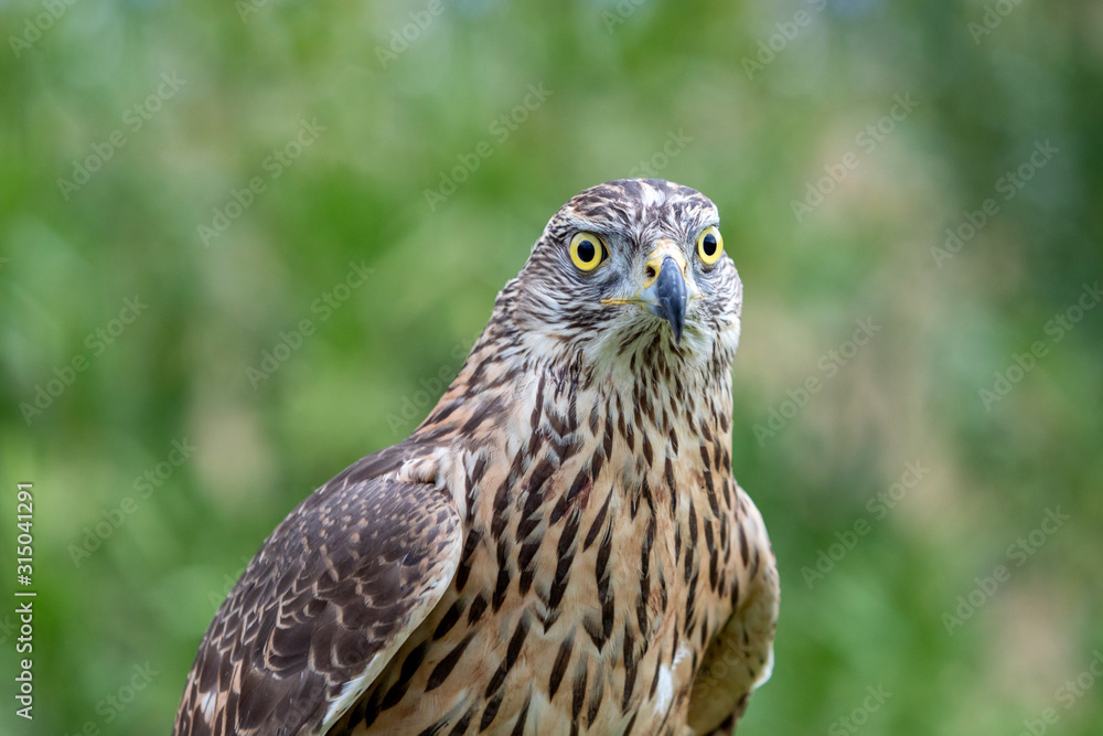 Wild goshawk