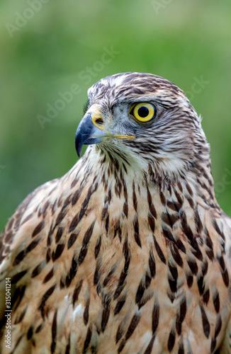 Wild goshawk