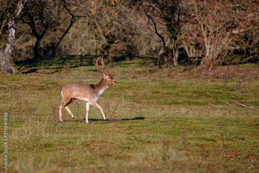 Fallow deer in the autumn in the dune area near Amsterdam in the Netherlands Fallow deer in the autumn in the dune area near Amsterdam in the Netherlands