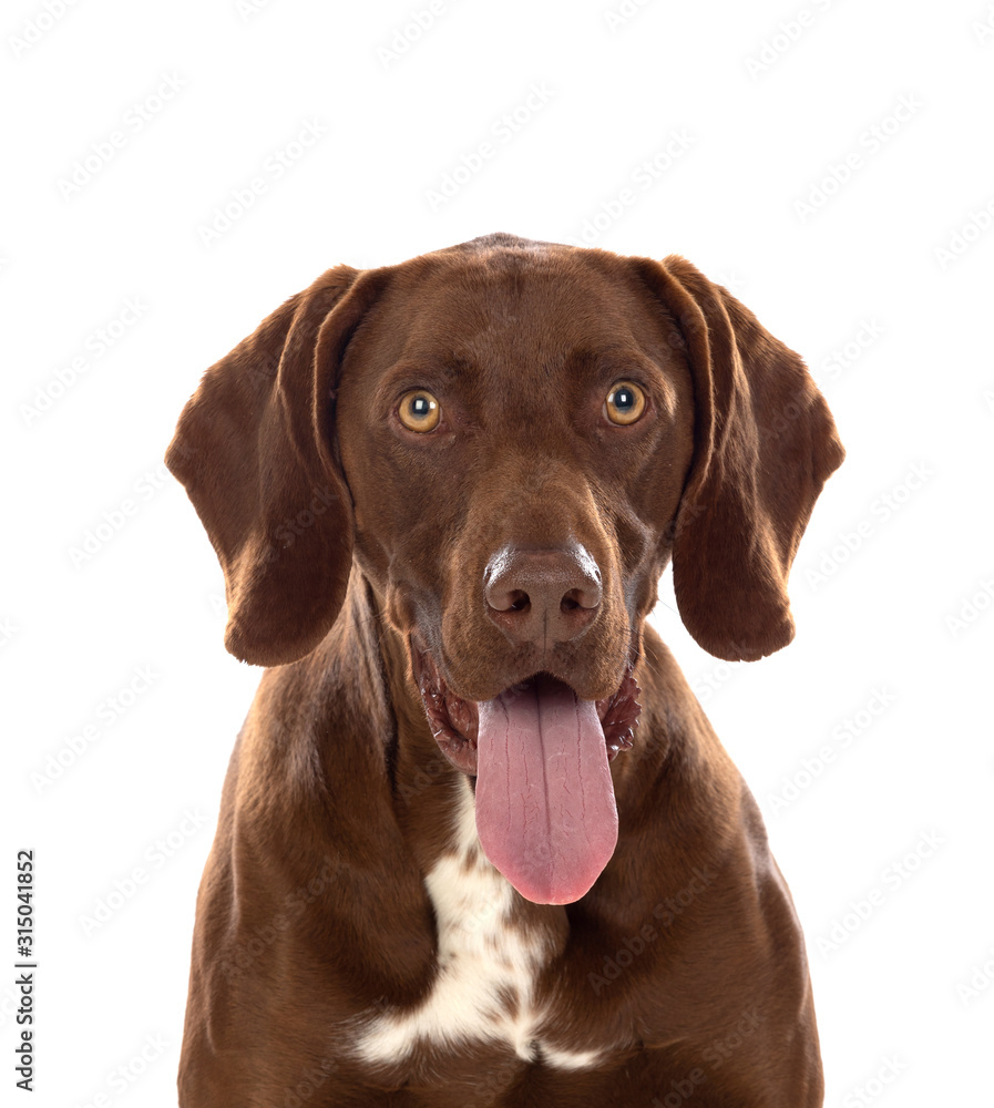 Beautiful Brown Braco German Shorthair Beautiful Brown Braco German Shorthair