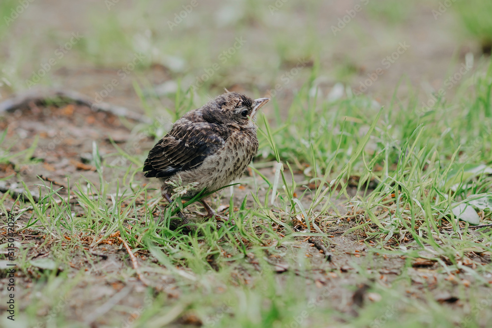 Fototapeta premium little cuckoo chick in the forest in nature