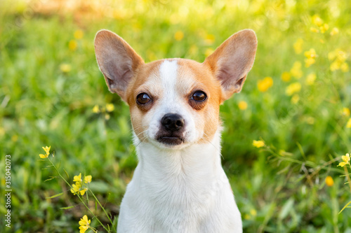 Funny white Chihuahua with big ears © Gelpi