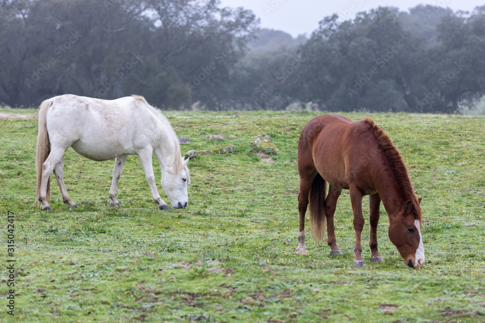 Couple of horses in a foggy day Couple of horses in a foggy day