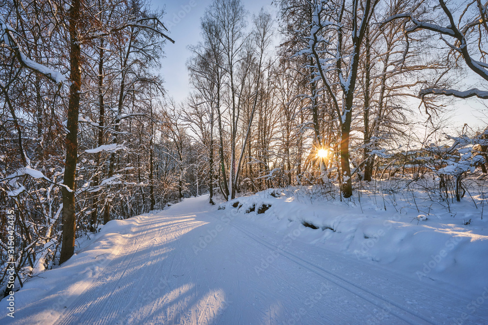 Fototapeta premium Road and a ski track in a winter forest