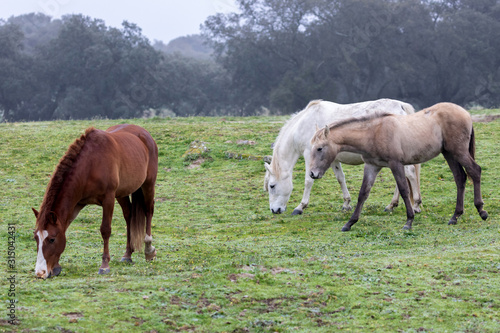 Three horses in a foggy day