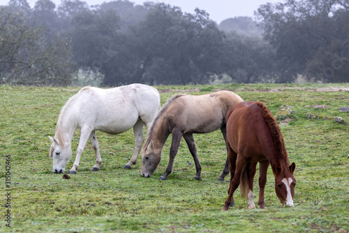 Foto Three horses in a foggy day