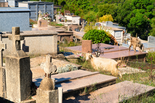 Cemetery in little Corsican mountain village photo