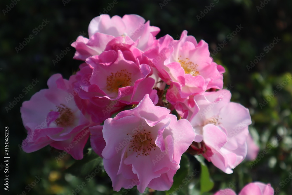 beautiful closeup pink flowers in the garden beautiful closeup pink flowers in the garden