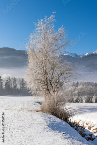 Raureifbedeckte Birke in einer verschneiten landschaft-Winterwunderland