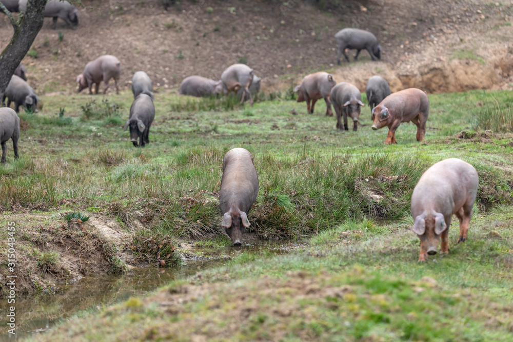 Fototapeta premium Iberian pigs grazing