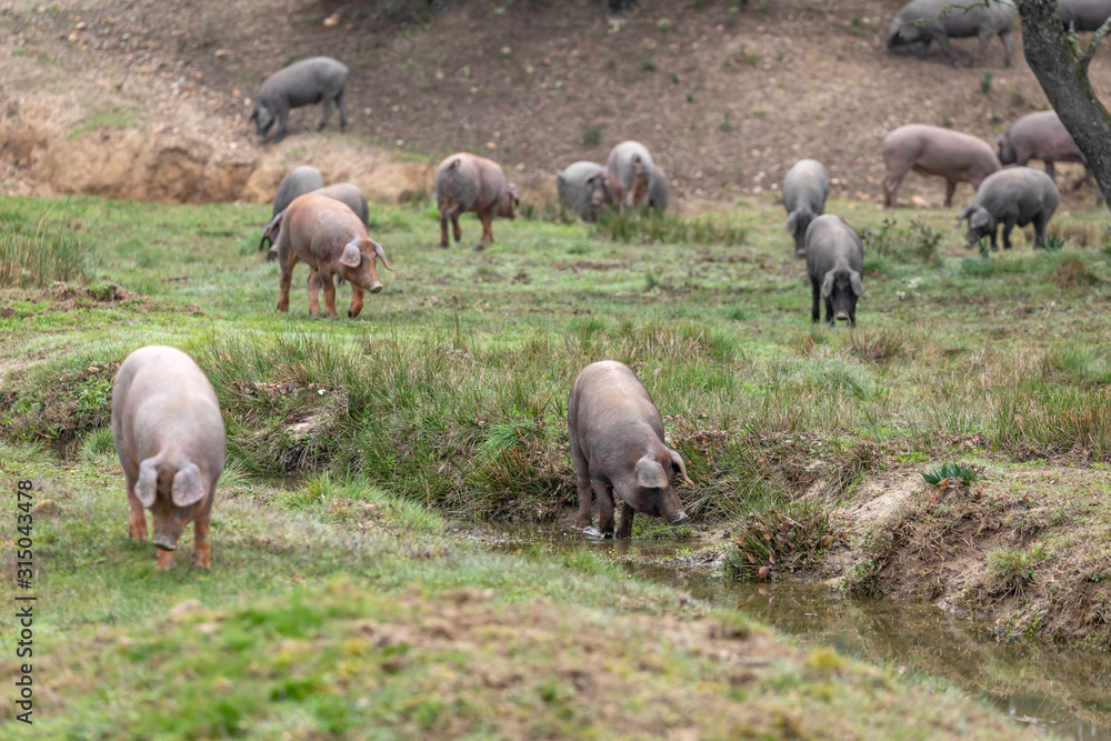 Iberian pigs grazing