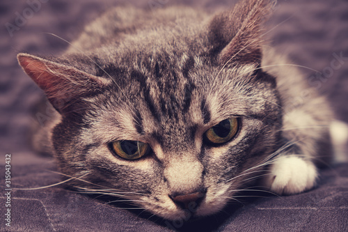 Sad sick cat lying on the couch, close-up. © Андрей Журавлев