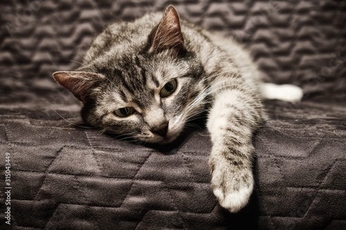 Diseased cat lies sad dangling paw. Pain and hopelessness in cat's eyes © Андрей Журавлев
