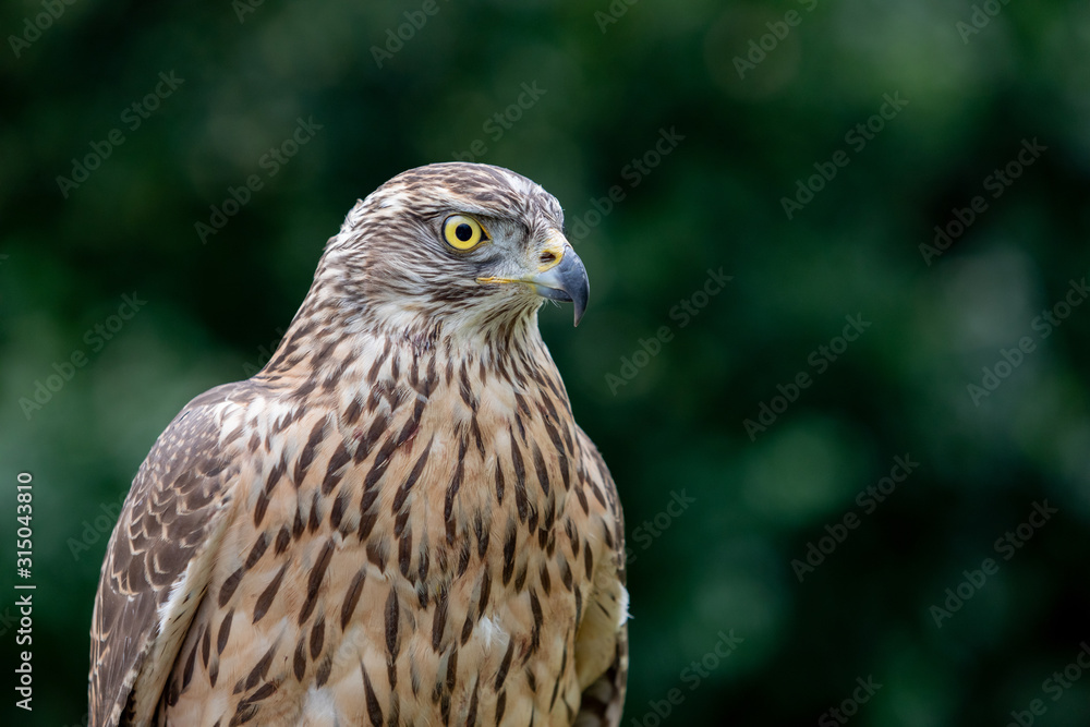Wild goshawk