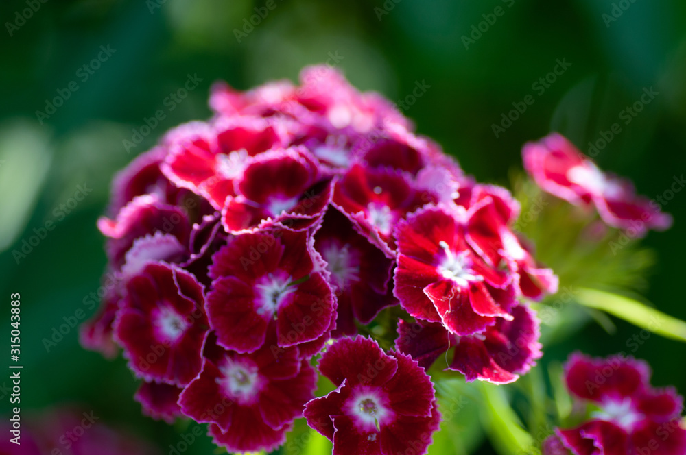 Pink phlox flowers against green leaves background closeup. Pink phlox flowers against green leaves background closeup.