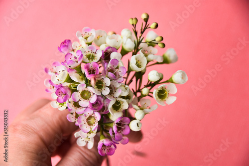 Hand holding blooming manuka tree flower bouquet pink background