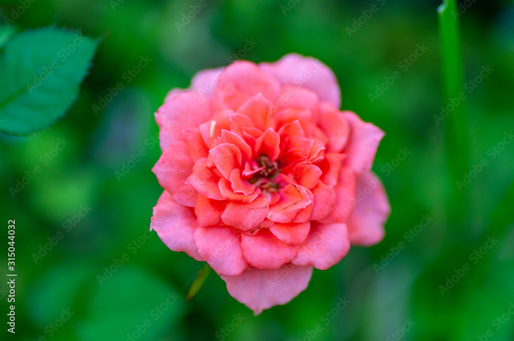 Tea Rose Flower on green foliage background with shallow depth of field and focus the centre of rose flower Tea Rose Flower on green foliage background with shallow depth of field and focus the centre of rose flower