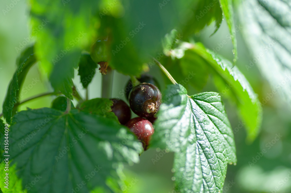 Black currant branch on green foliage background in garden. Black currant branch on green foliage background in garden.
