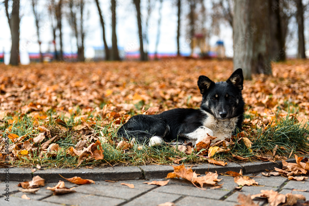 Black stray dog in autumn park. Black stray dog in autumn park.