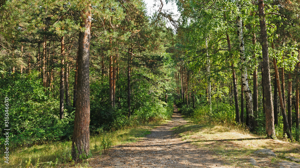 Footpath in beautiful summer forest Footpath in beautiful summer forest