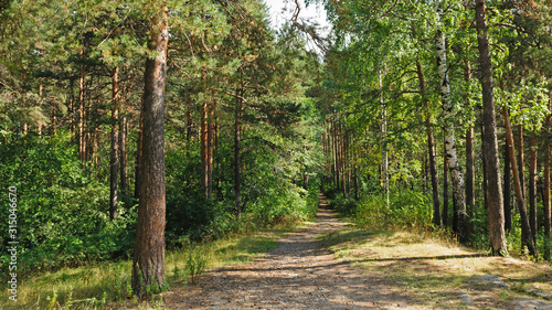 Footpath in beautiful summer forest
