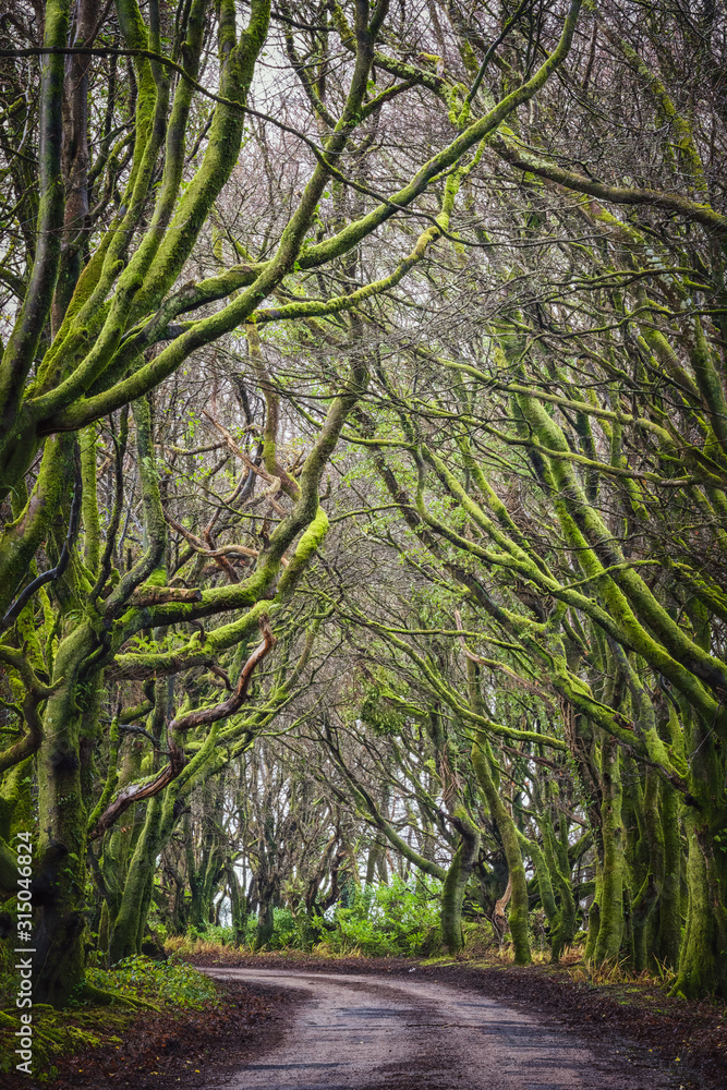 Obraz premium Green mossy beech tree avenue 