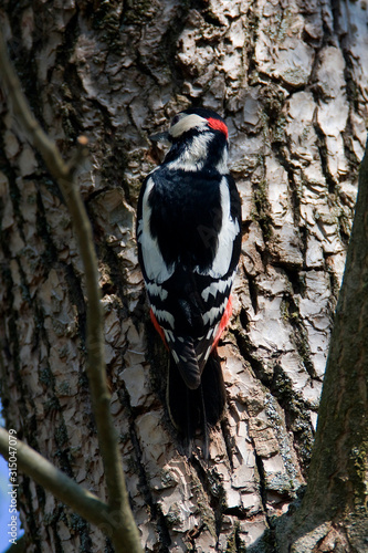The great spotted woodpecker from the willow forest