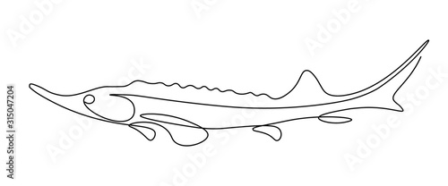 Sturgeon fish in continuous line art drawing style. Minimalist black linear sketch on white background. Vector illustration