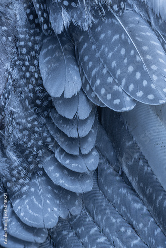 the background from feathers - macro photo