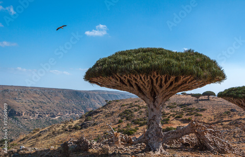 Socotra, dragon trees of the Dixam plateau