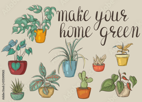 set of plants in pots. Make your home green