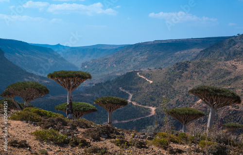 Socotra, the road to the canyon the dixam plateau