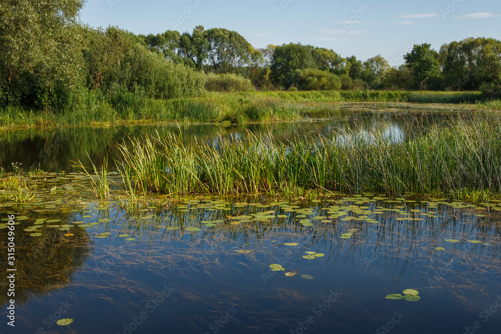 View of a picturesque landscape with a river. Landscape overlooking the riverbed. Overgrown shores