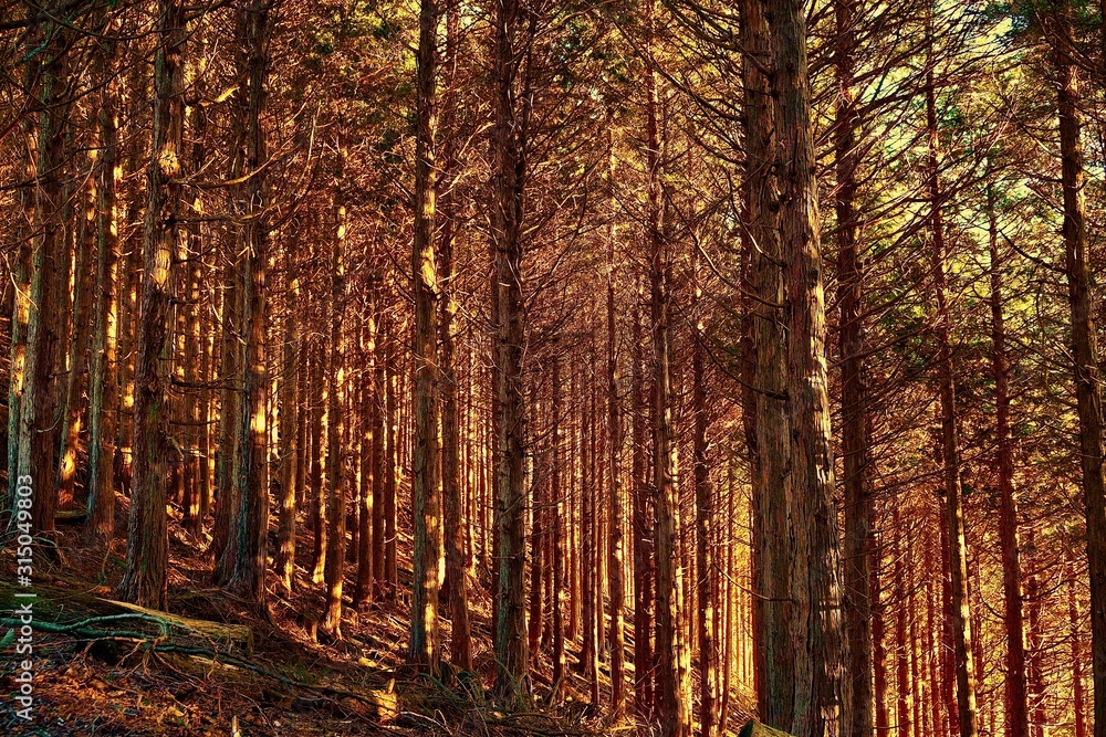 Fototapeta premium 金の木