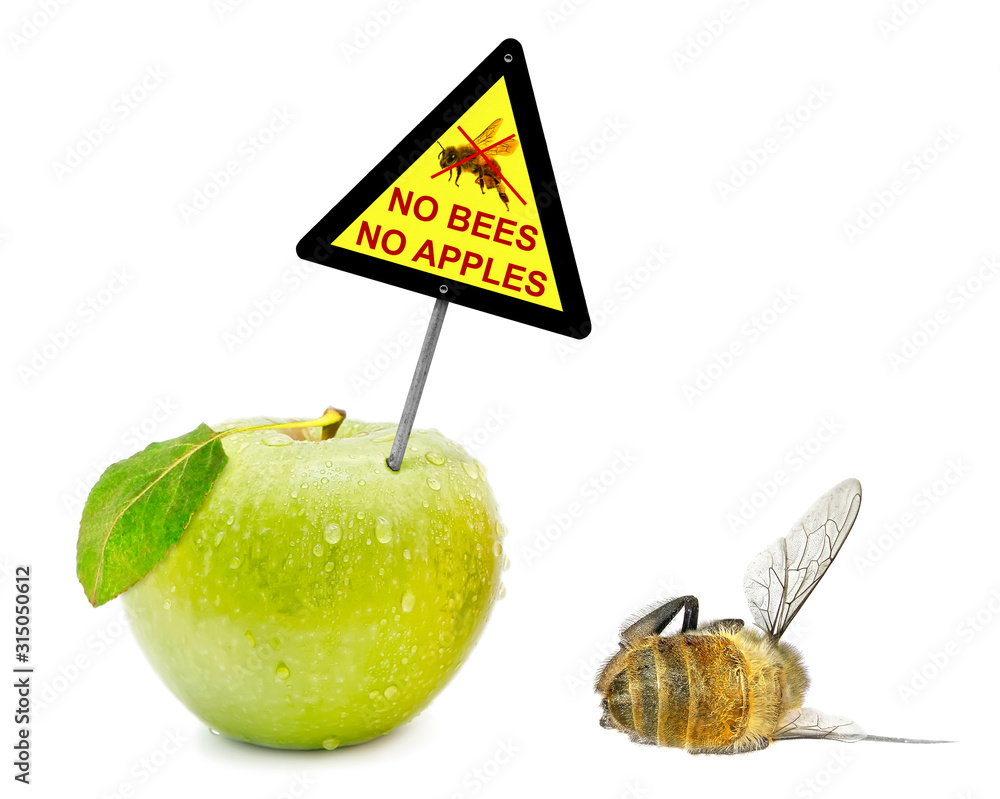 Dead honey bee and fresh apple with warning sign "No bees No apples