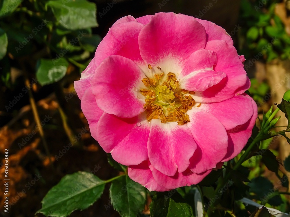 Close up top view of a pink rose Close up top view of a pink rose