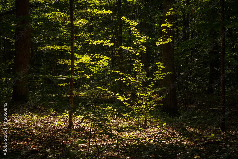 Obraz premium Sun rays illuminate the dark forest. Hardwood. Background. Summer