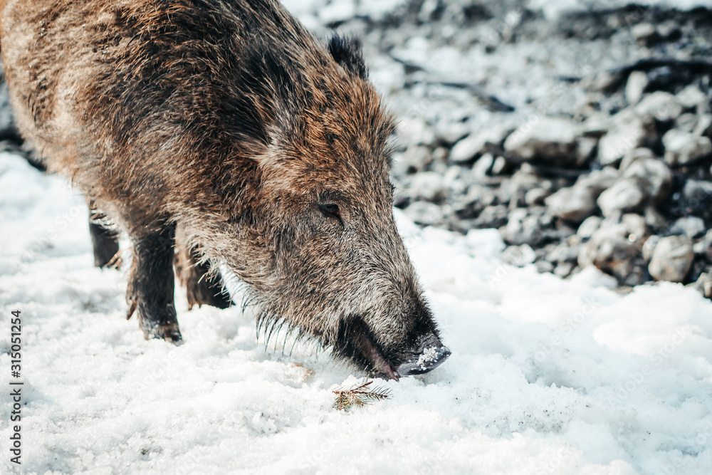 Wild pig - boar in winter snow environment. Wild pig - boar in winter snow environment.