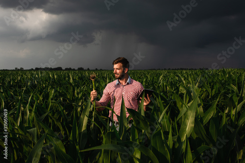 Farmer standing in corn field examining crop during bad weather.