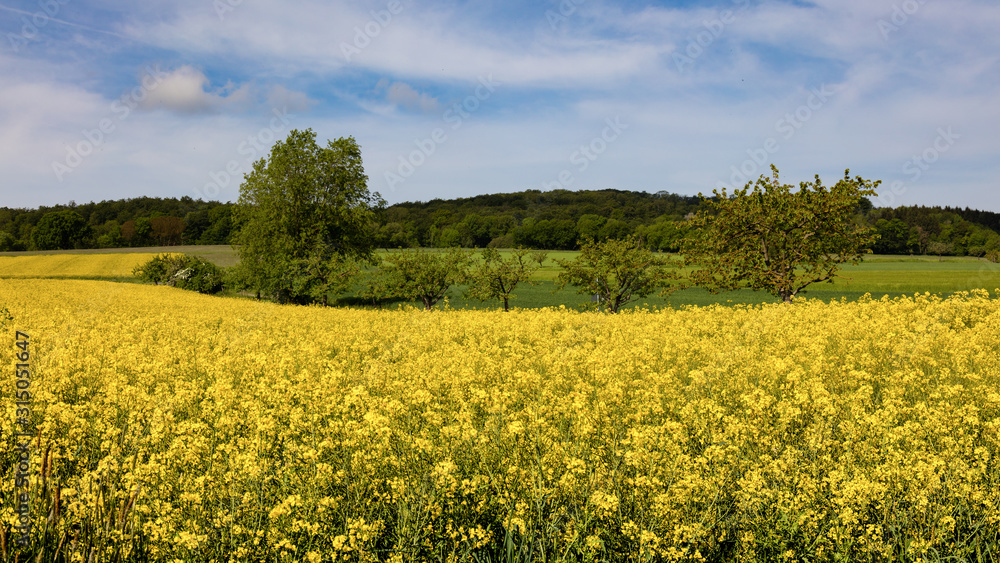 A field of yellow rapeseed in the middle of Germany near Zierenberg. It is spring, the sky is blue with light clouds. In the background is a forest. A field of yellow rapeseed in the middle of Germany near Zierenberg. It is spring, the sky is blue with light clouds. In the background is a forest.